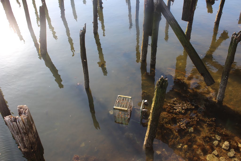 Sunken Shopping cart behind Shaws East Boston