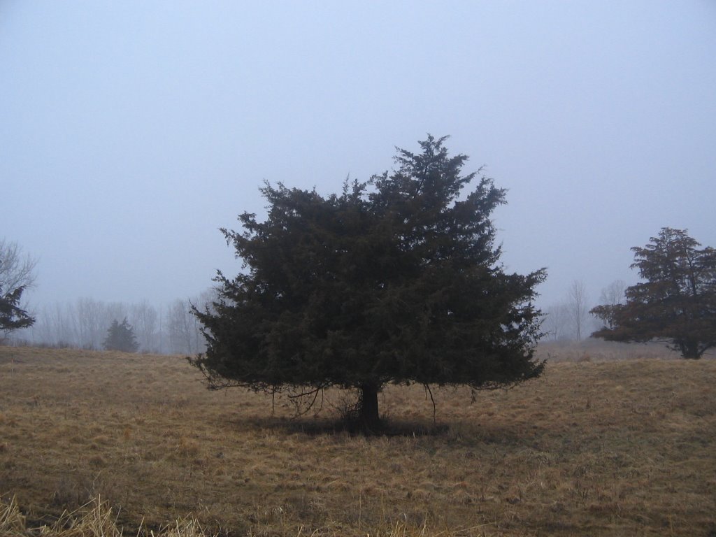 cedar in the fog