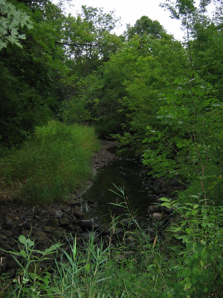 NIne Mile Creek, Moir Park