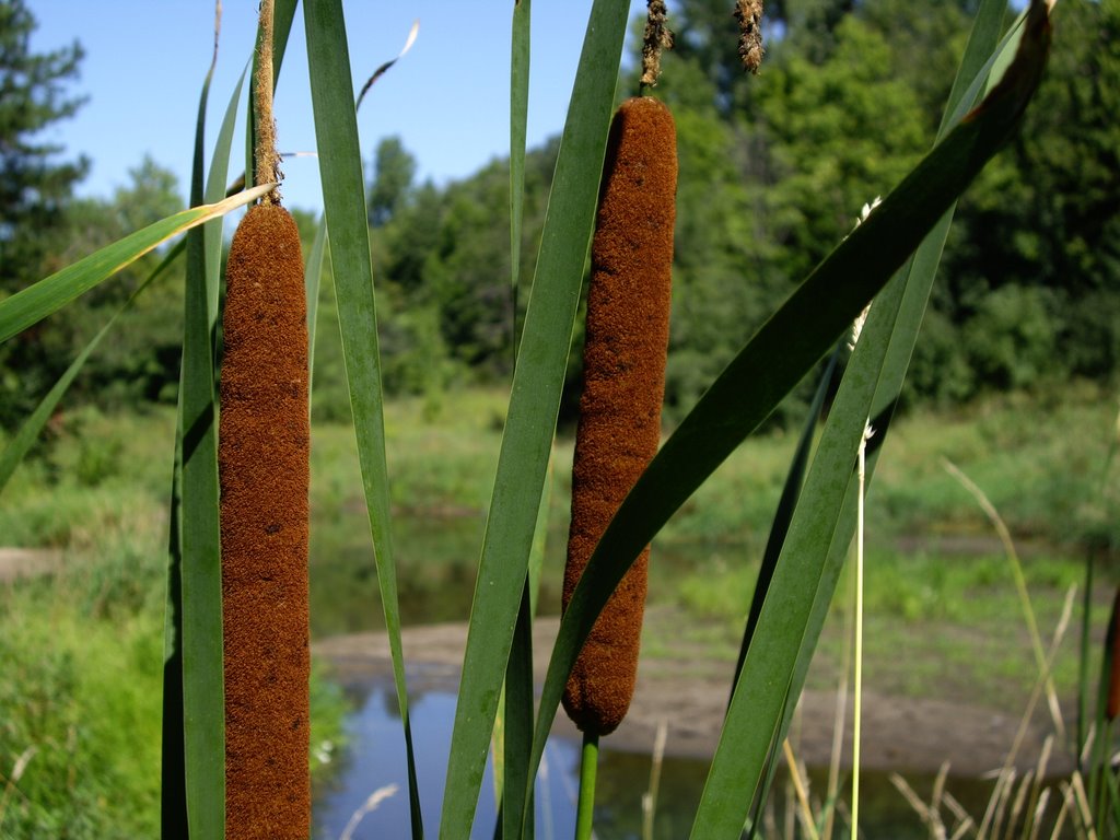 Cat tails