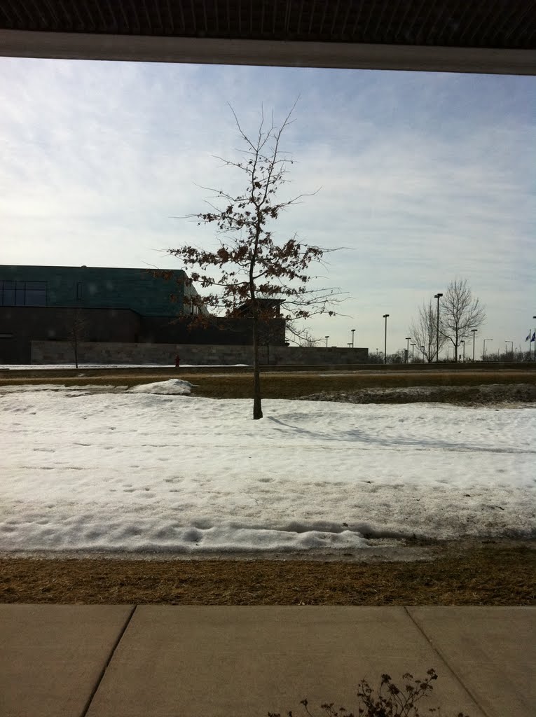 Oak at pw