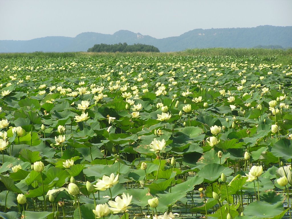 Large area of water lilies just south of Goose Island County park near La Crosse WI.