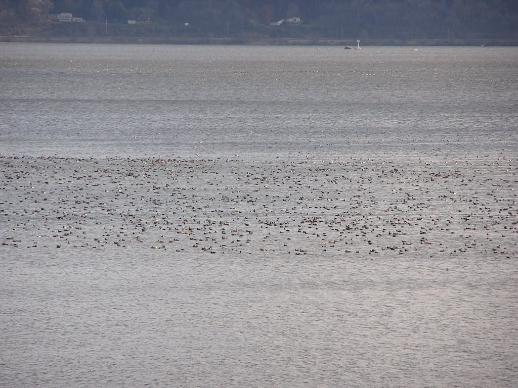 rafts of diver ducks in WI. island national refuge south of Brownsville MN