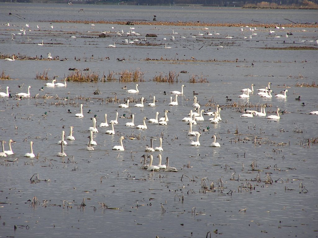 Swans resting in Wisconsin Island area national wildlife refuge 2 miles south of Brownsville MN