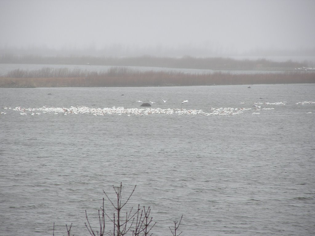 fresch water pelicans in back waters of the Mississippy river at Stoddard WI.