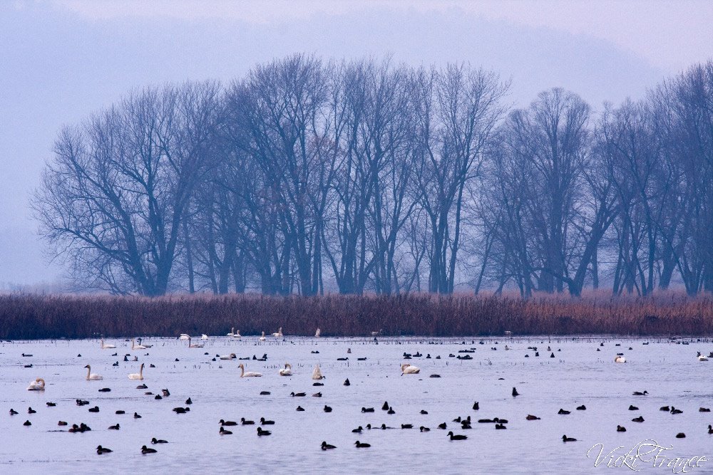 Tundra Swan Migration