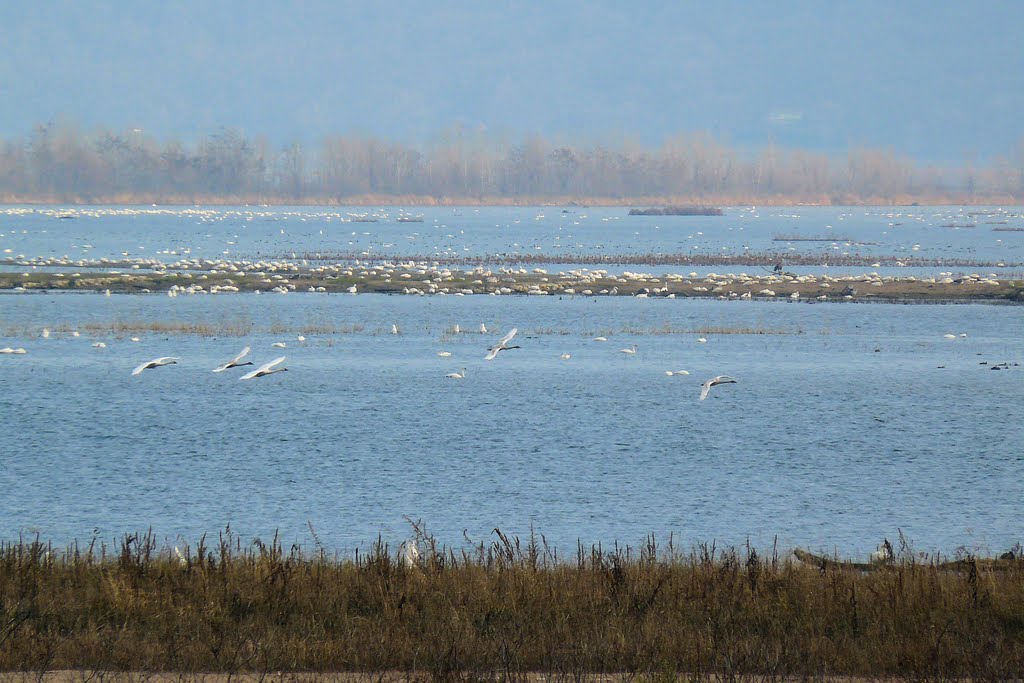 Swans at Brownsville Overlook