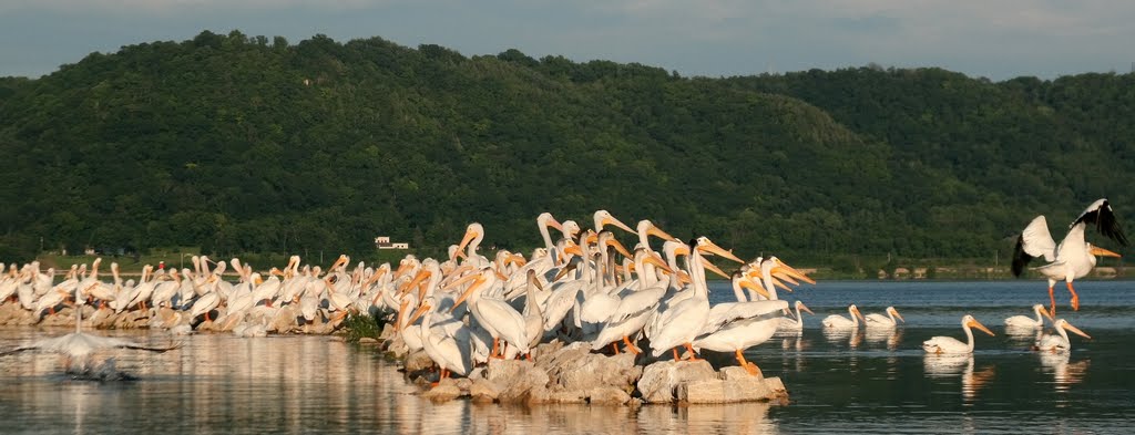 Pelicans on the Mississippi River