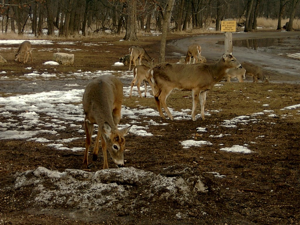 Wildlife at Goose Island Park Reserve