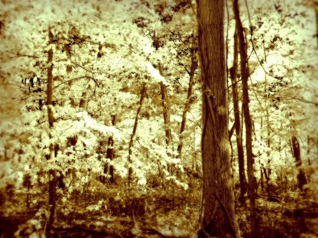 Blufftop forest