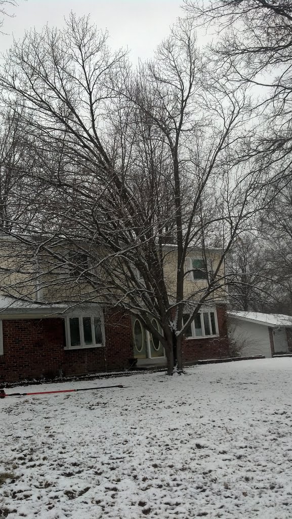 Tree Trimming Brooklyn Park MN