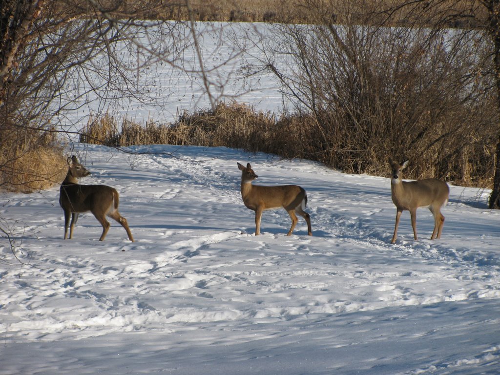 Deer near parking lot