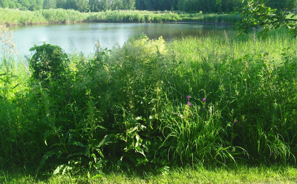 Brookdale Pond