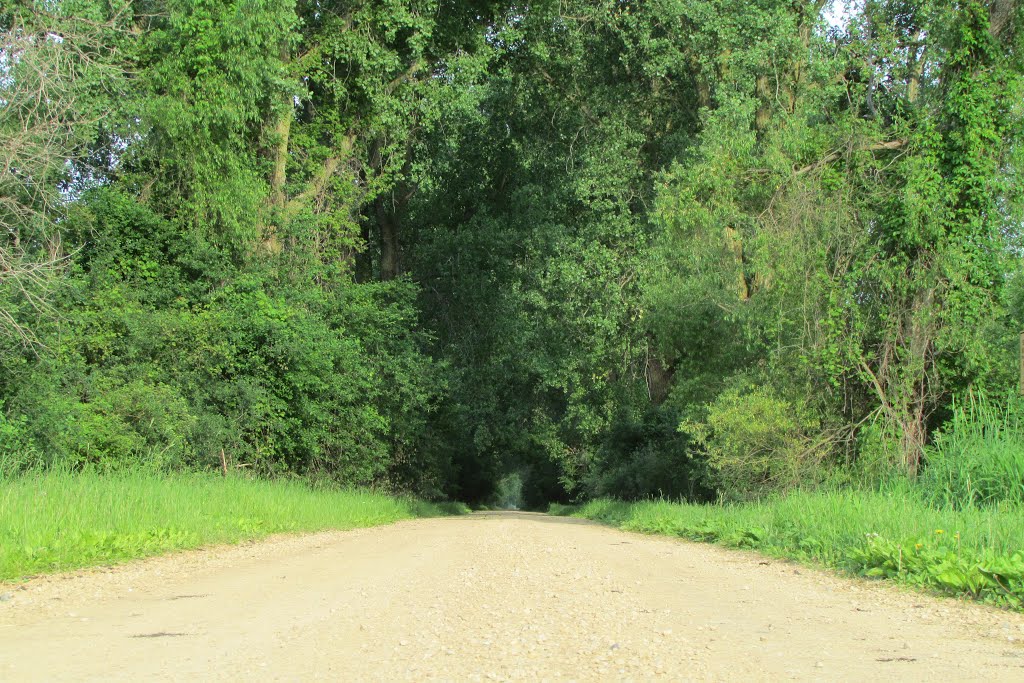 Tree tunnel 190th st, Rosemount MN USA June 2013