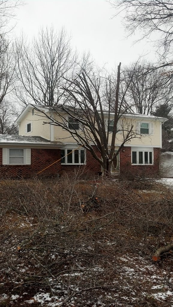 Tree Pruning Crystal MN