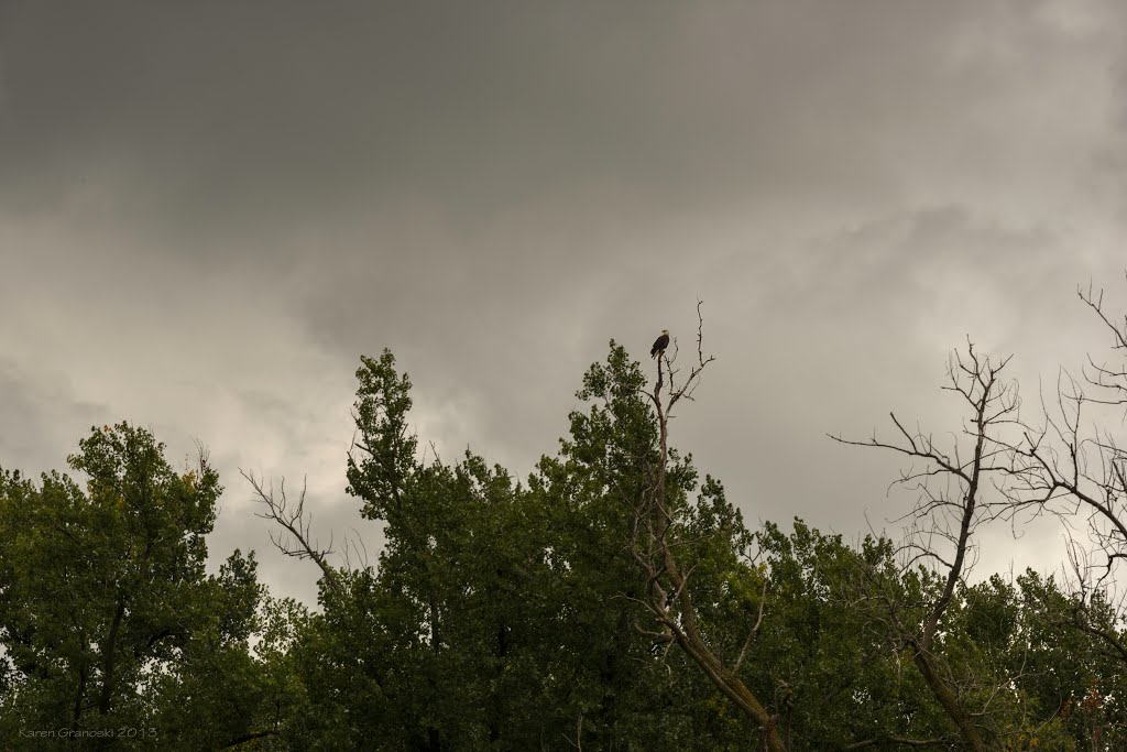 bald eagle along the mississippi