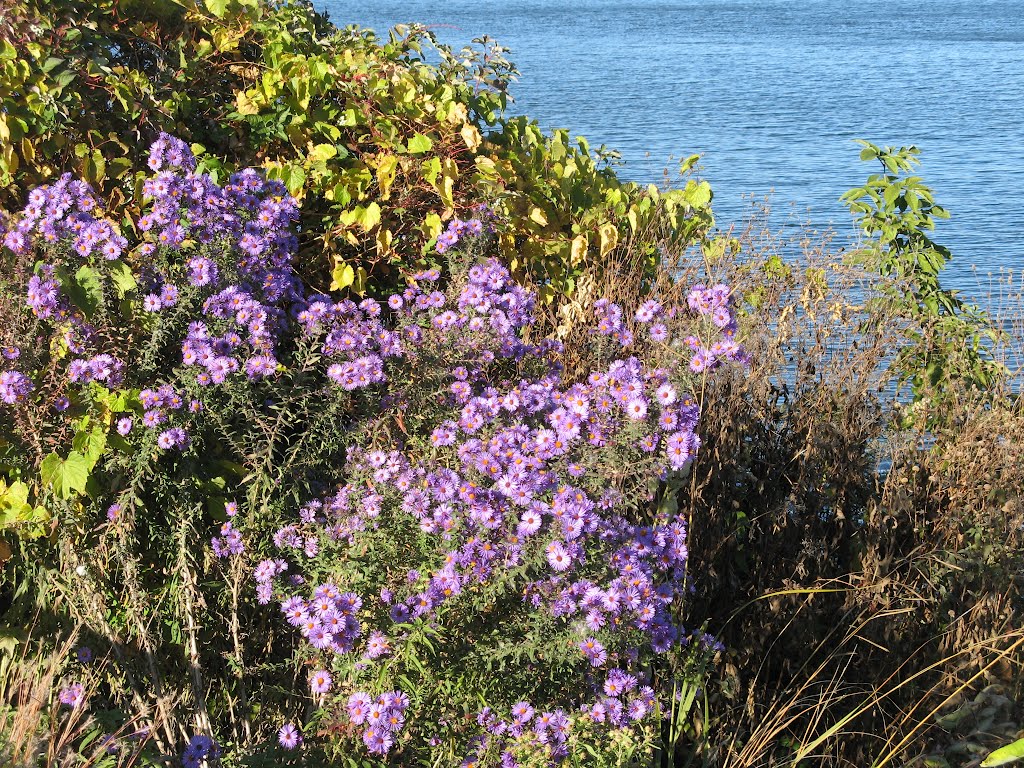 Oct 2010 - Plymouth, Minnesota. Flowers on the western shore of Medicine Lake.