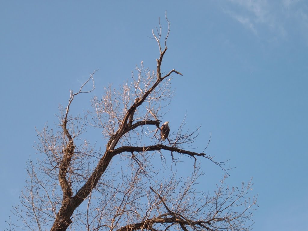Nov 2006 - Minneapolis, Minnesota. Bald Eagle overlooking the Mississippi River from a tree on Pike Island in Fort Snelling State Park.