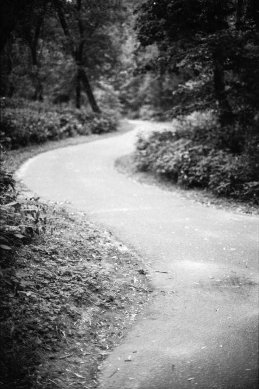 ForestPath
