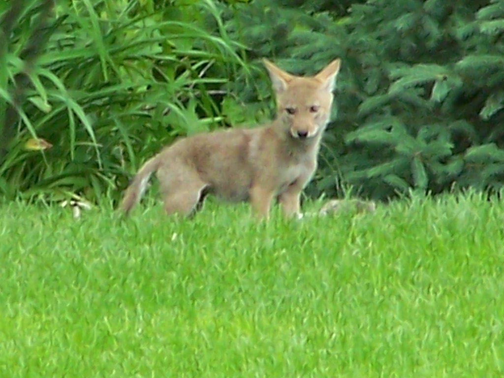Coyote Pups in Town
