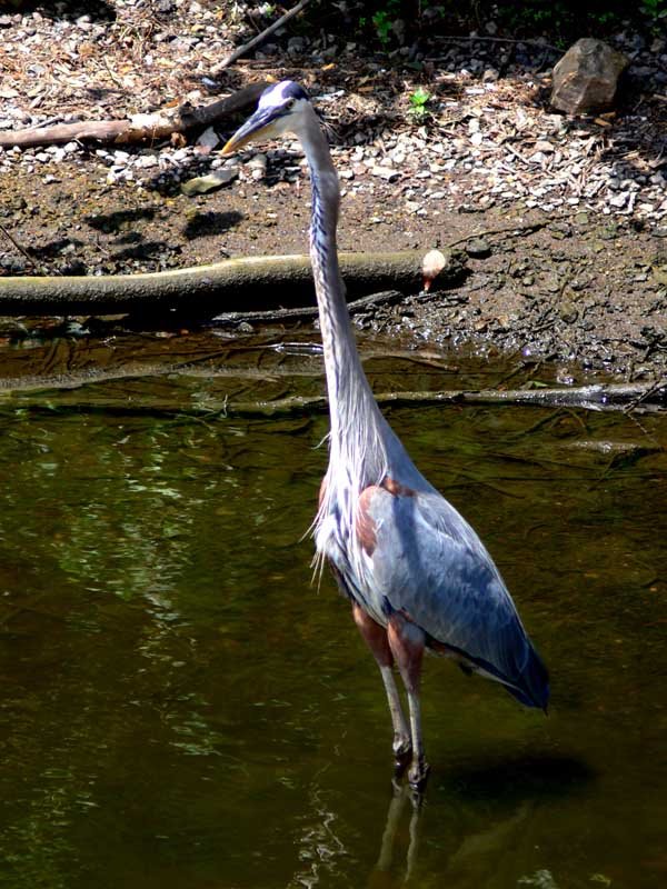 Blue Heron
