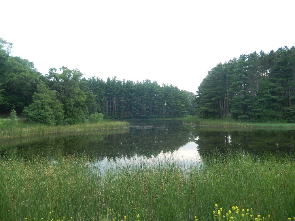 Minnetonka Woods