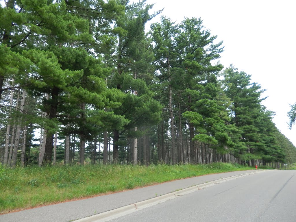 Tall Pines