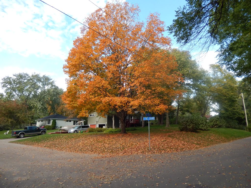Orange Tree on The Strand in Minnetonka