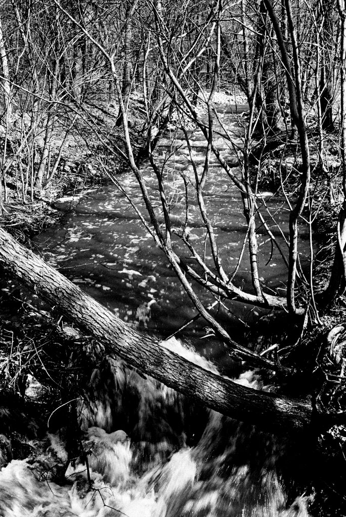 Creek in Hansen 1999