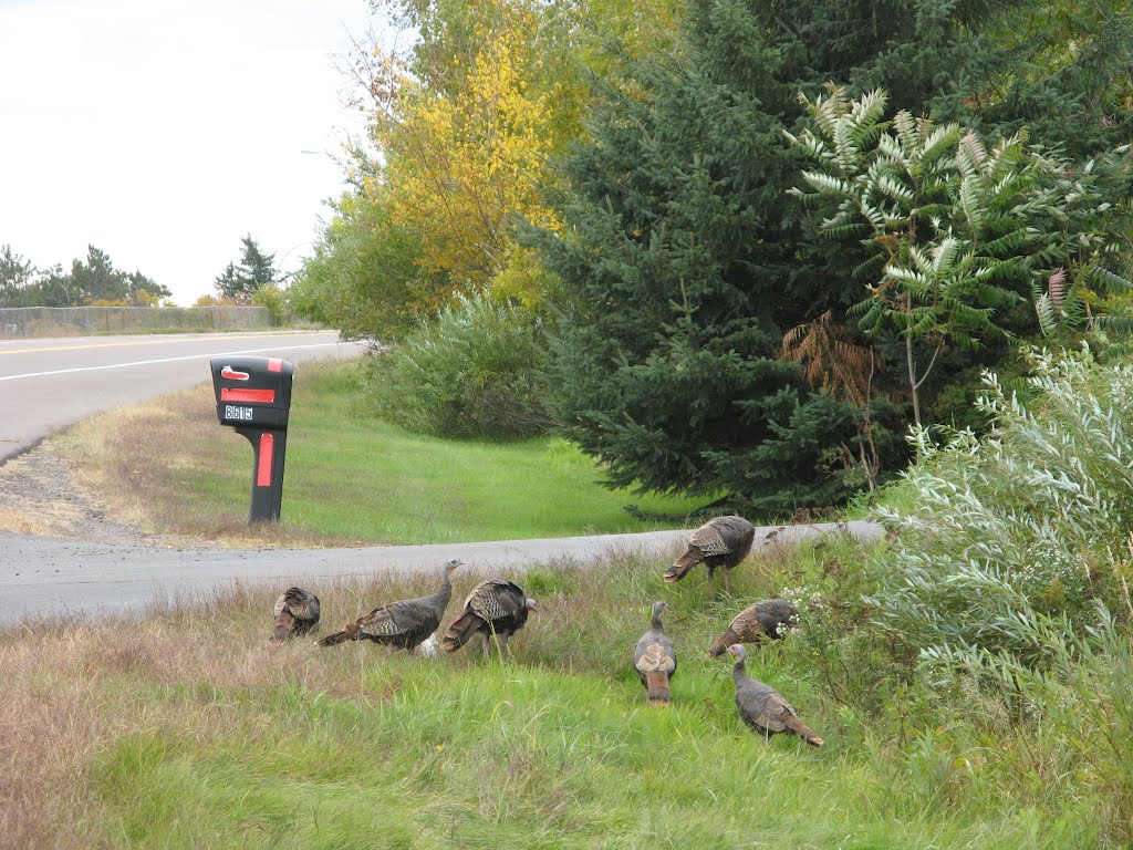 Sep 2010 - Duluth, Minnesota. Wild turkeys along Skyline Parkway on Thompson Hill.