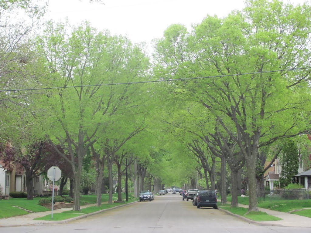 Spring canopy in Victory