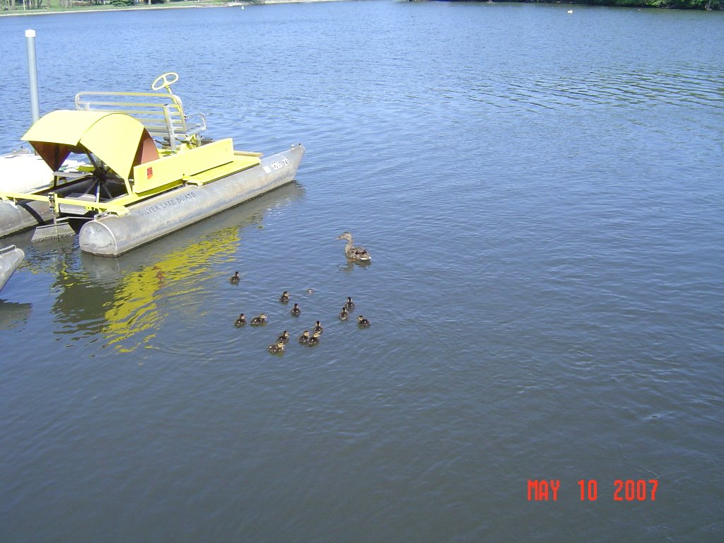 Paddle Boat & Duckling