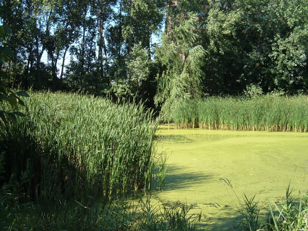 Aug 2005 - St. Louis Park, Minnesota. Otten Pond.