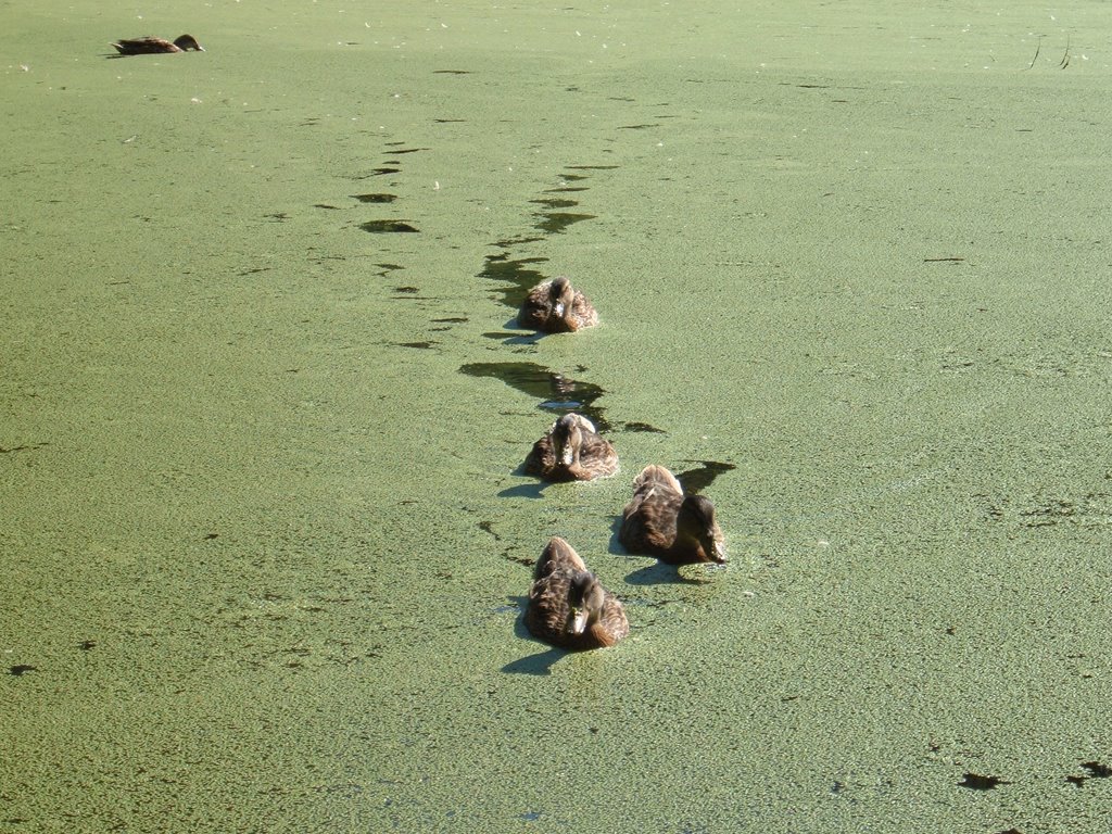 Aug 2005 - St. Louis Park, Minnesota. Mallard Ducks on Otten Pond.