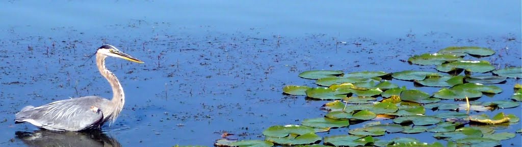 wildlife in a city, Ceder Lake, Minneapolis, Minnesota