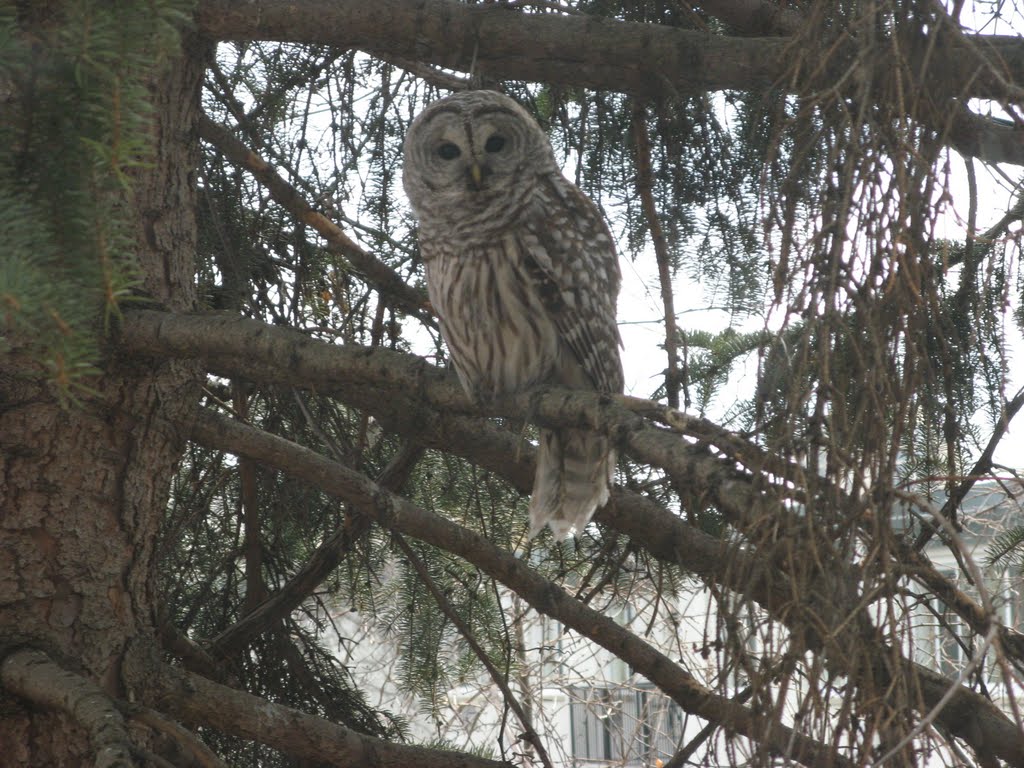 Mar 2009 - St. Louis Park, Minnesota. Barred Owl out my apartment window.