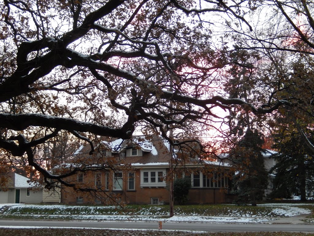 Oak Tree