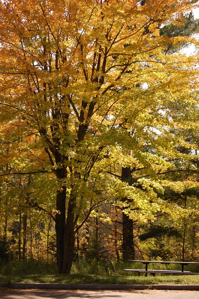 Bench and Tree