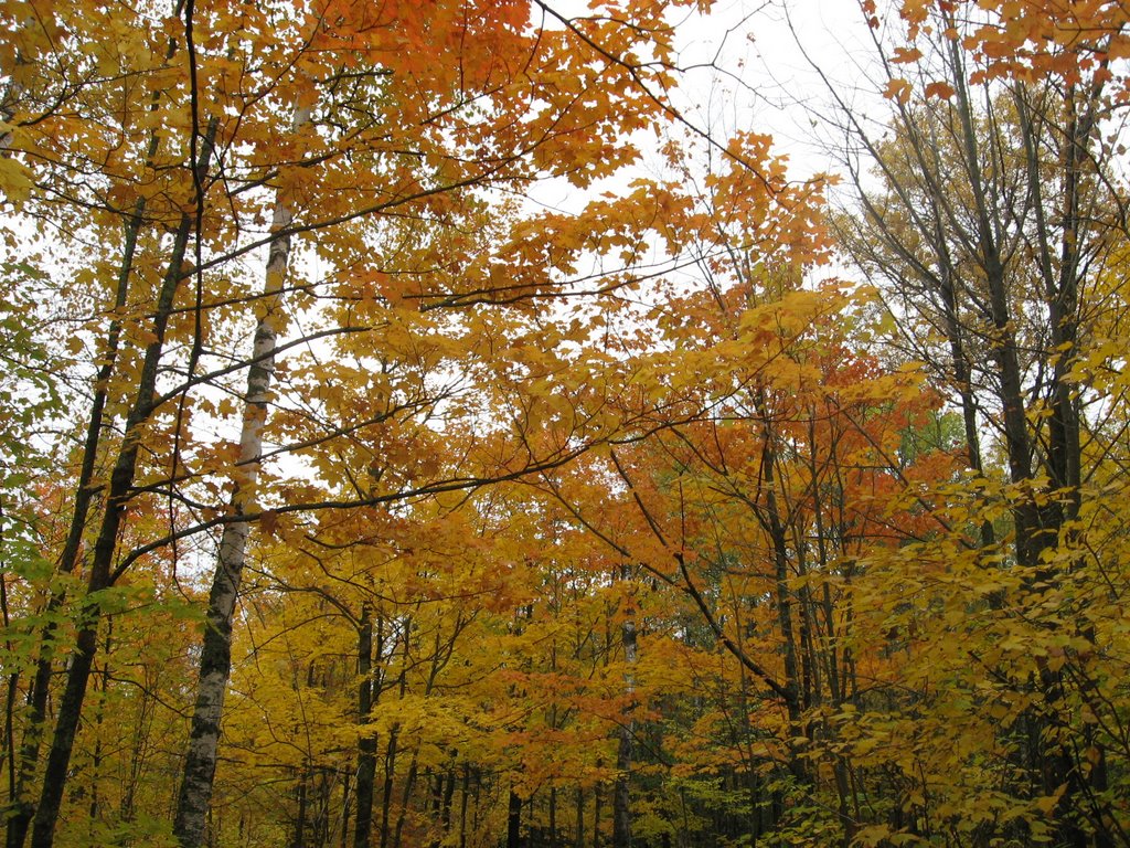 Jay Cooke State Park Fall 2008