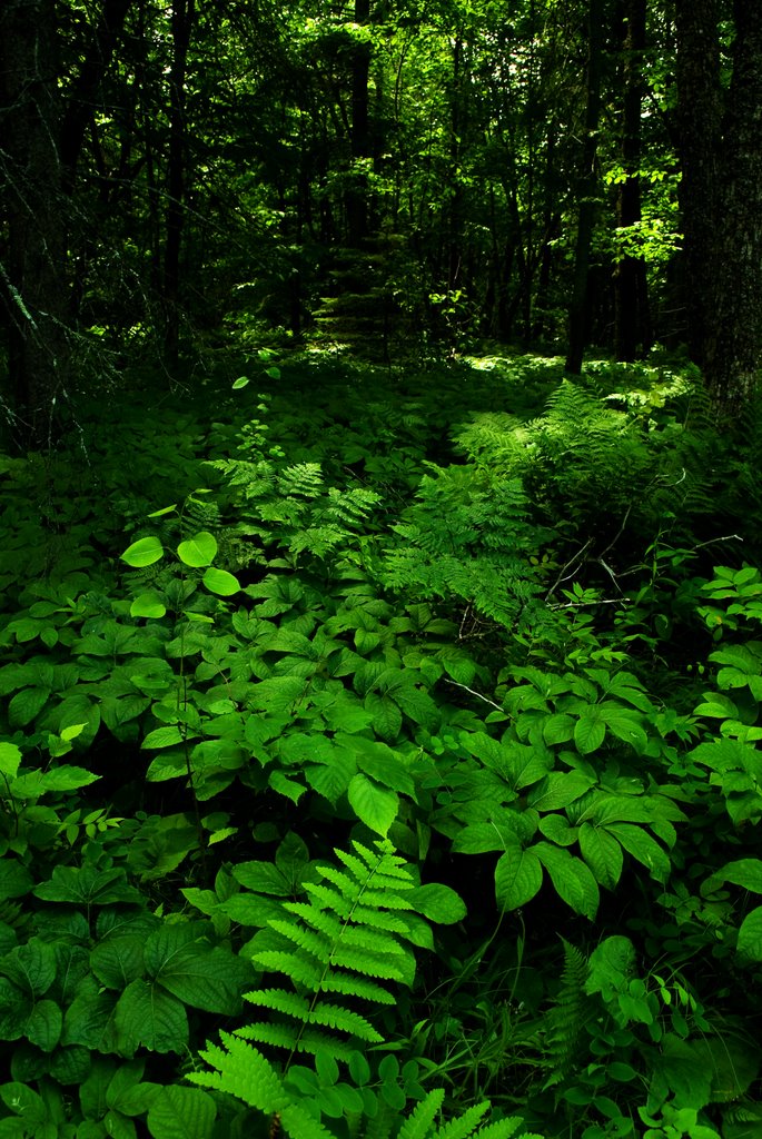 Forest Floor at Jay Cooke State Park
