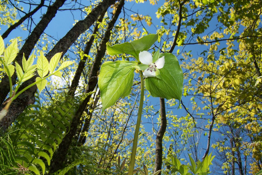 Wild Flower