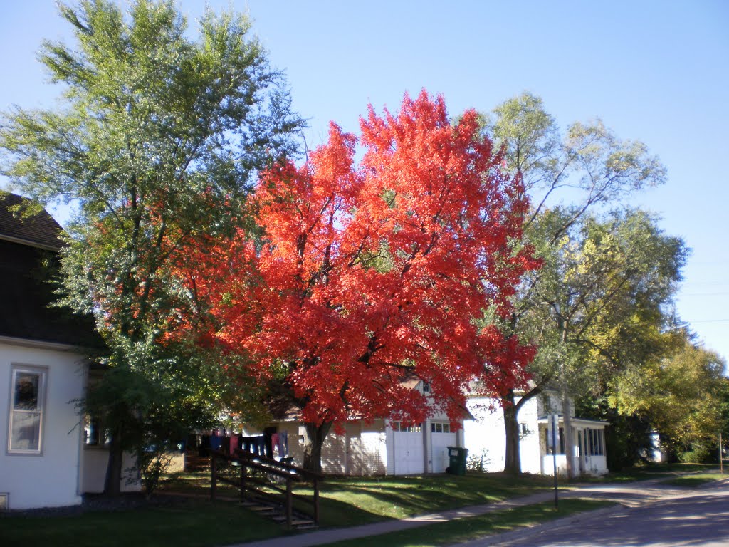MAPLE TREE SHOWING OFF