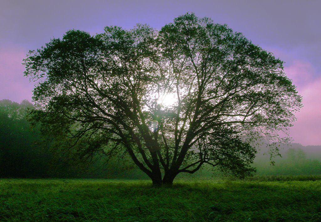 VisionTree2