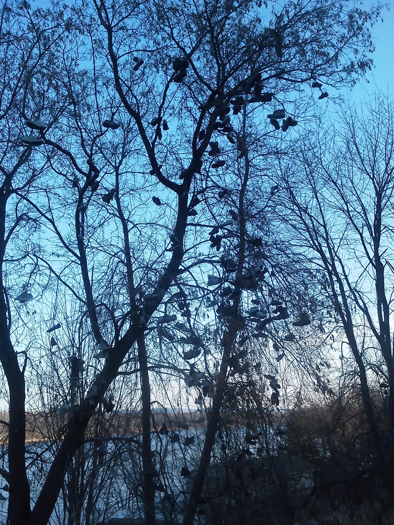 Shoe tree La Crescent MN