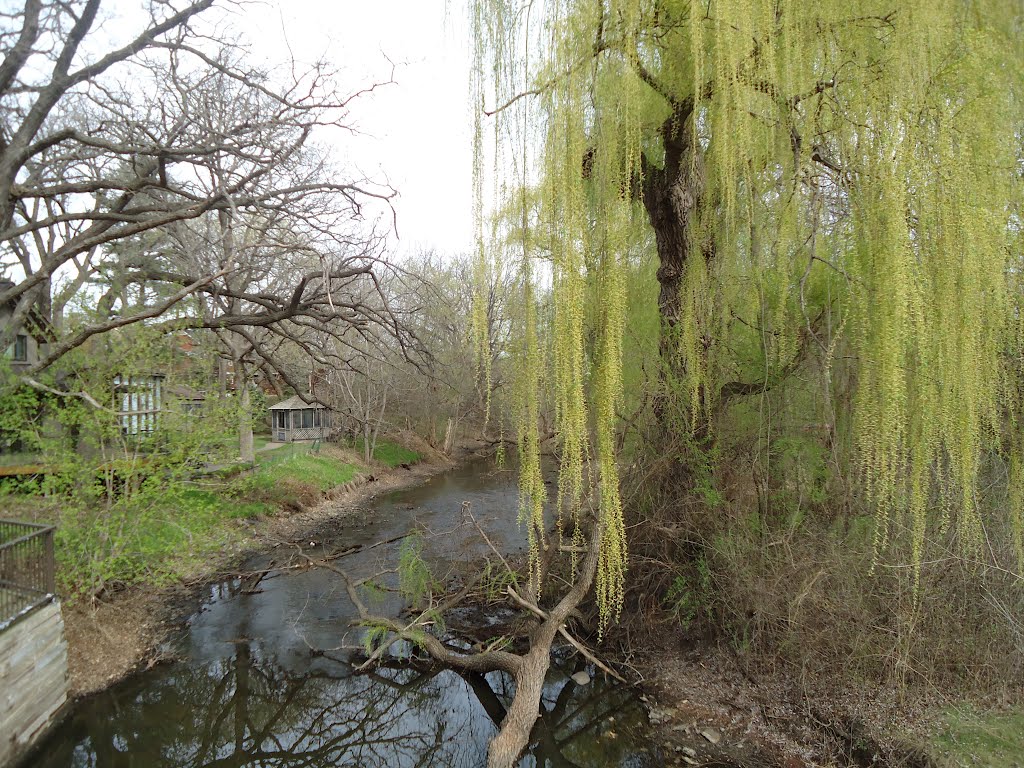 Willow Tree