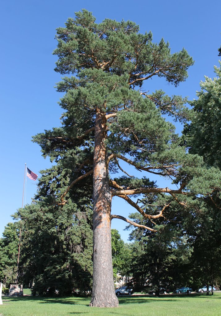Majestic Pine, Utley Park, Edina MN