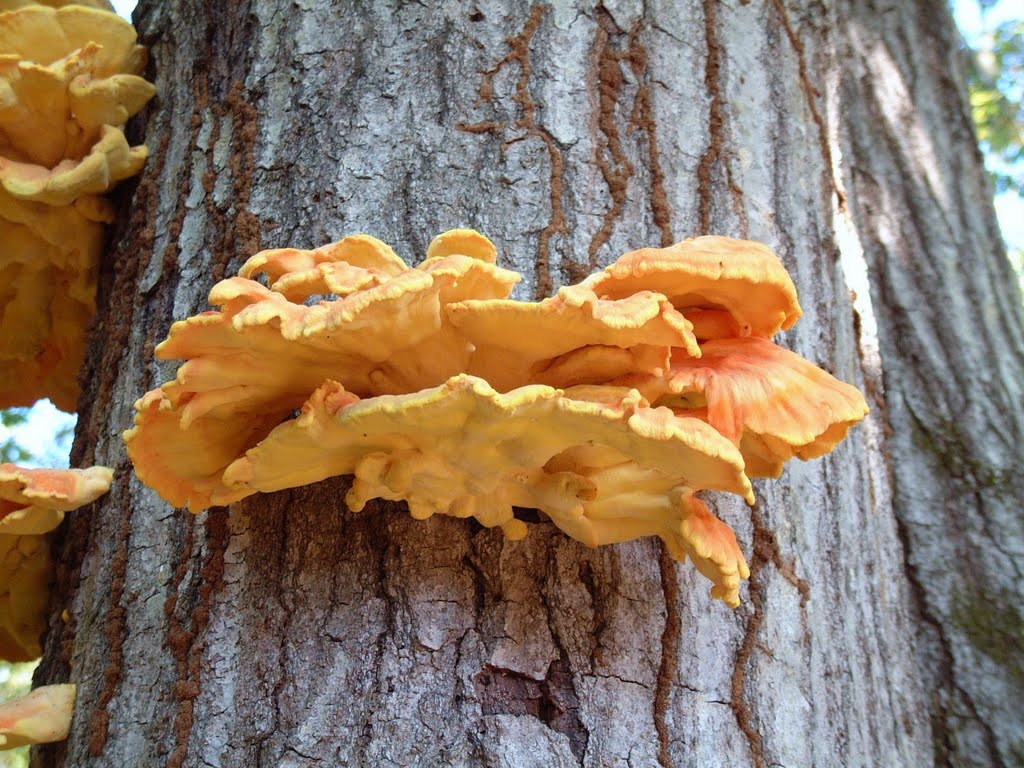 Chicken of the Woods Bracket Fungus