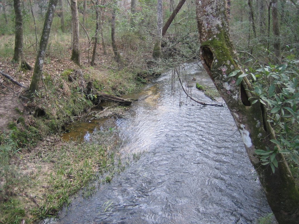 Little Chapapeela Creek, downstream