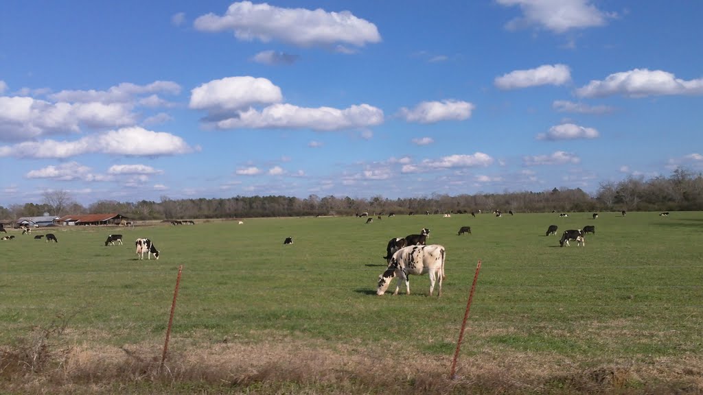 country road scenes