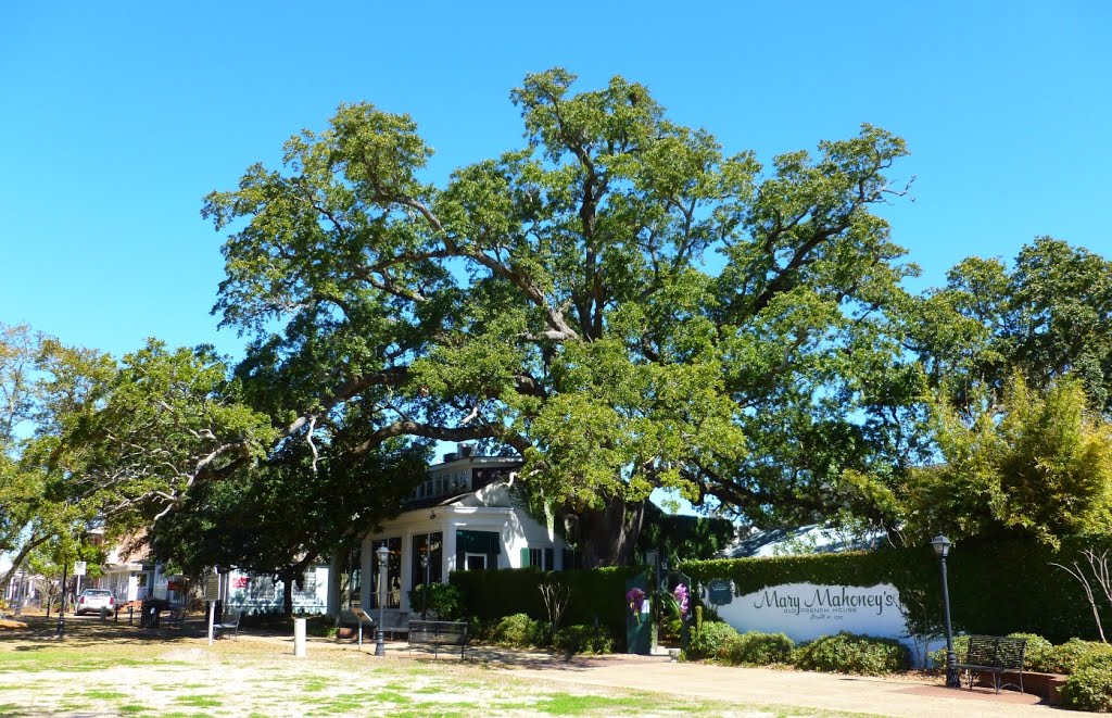 Old French house established 1737 and its centuries-old live oak